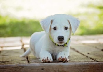 Cómo preparar tu hogar para la llegada de una mascota